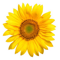 Prima Design makes your life sunny!